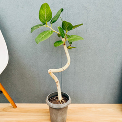 現品］【珍しい】6番 奄美姫ソテツ 盆栽造り 約7号 蘇轍 観葉植物