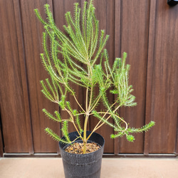 再販 オリーブの木 エルグレコ ワイルドロックテラコッタ鉢植え 苗