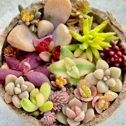 パープルヘイズ＊抜き苗＊多肉植物 多肉植物 ＊N＊ 通販 13981548