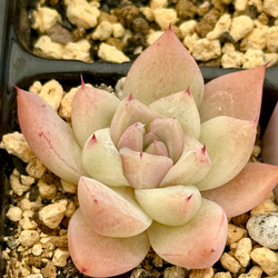 紅葉もりもりセット＊3種類＊多肉植物＊抜き苗かポットごと＊アクレ