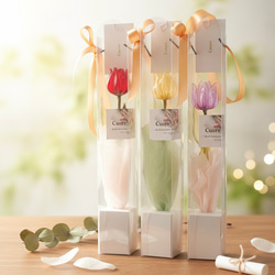 牡丹【花競⠀】大輪のピンクの代表花千重ね咲き見る角度により