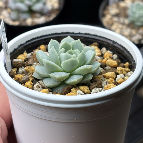レア品種！【現品】 ☆蛙の音 多肉植物 自家繁殖 国産 多肉植物 美