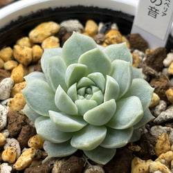 多肉植物  レア品種 Let's Be レア品種！【現品】 ☆蛙の音 多肉植物 自家繁殖 国産 多肉植物 美