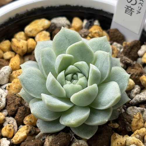 レア品種！【現品】 ☆蛙の音 多肉植物 自家繁殖 国産 多肉植物 美