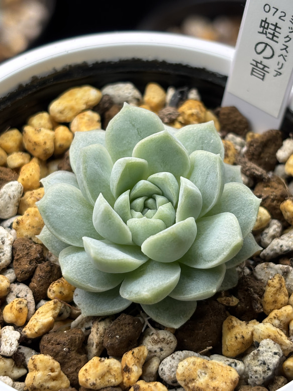 多肉植物  レア品種 Let's Be 多肉植物 レア 【公式通販】