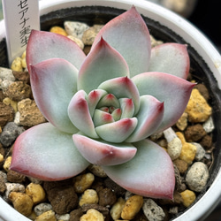 人気レア品種！☆トマト姫 多肉植物 自家栽培 国産（8/26再販） 多肉