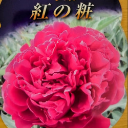 牡丹【花競⠀】大輪のピンクの代表花千重ね咲き見る角度により