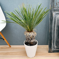 現品］9番 アガベ アテナータ 8号 観葉植物 大型 綺麗 屋外 多肉植物