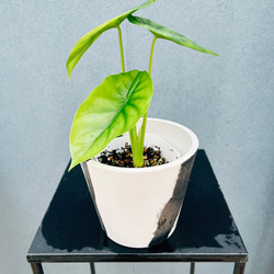 現品］【希少】3番 ドラセナ レモンサプライズ 8号 観葉植物 室内 黄