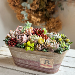 sold 多肉植物寄せ植え アイアンバスケット 多肉植物 galleryk's GONZU