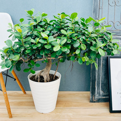 現品］【希少】セサモタムナス ブッセアヌス 観葉植物 レア ゴマ科