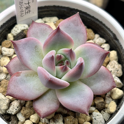 人気レア品種！☆ストロベリーミルククラウン 多肉植物 自家繁殖 国産