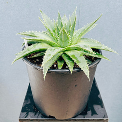 現品］【希少】フィロデンドロン ワルセウィッチー オーレア 観葉植物