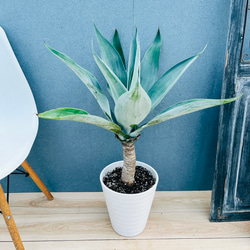 現品］【珍しい】6番 奄美姫ソテツ 盆栽造り 約7号 蘇轍 観葉植物