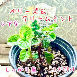 八重咲きローマン 苗 ダブルフラワーカモミール 3.号 元苗 カモミール