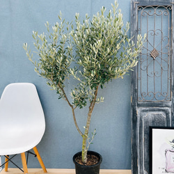 現品］9番 アガベ アテナータ 8号 観葉植物 大型 綺麗 屋外 多肉植物