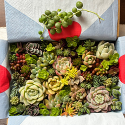多肉植物寄せ植えセット のおすすめ人気通販 検索結果｜Creema