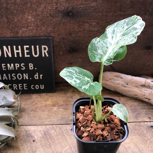 希少♡ モンステラ・デリシオーサ “バルバソー”観葉植物 アート