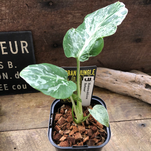希少♡ モンステラ・デリシオーサ “バルバソー”観葉植物 アート