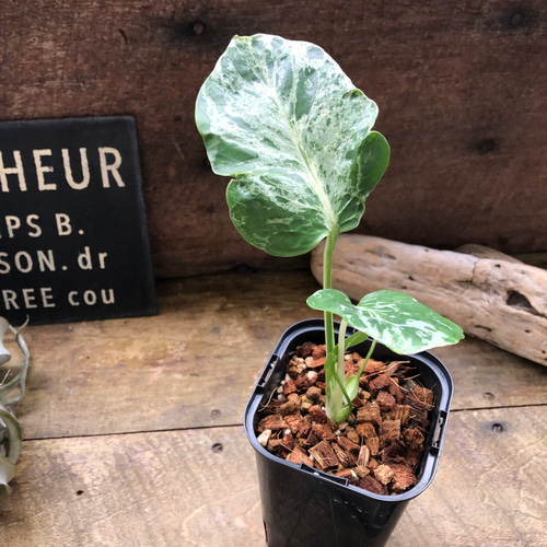 希少♡ モンステラ・デリシオーサ “バルバソー”観葉植物 アート