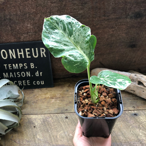 希少♡ モンステラ・デリシオーサ “バルバソー”観葉植物 アート