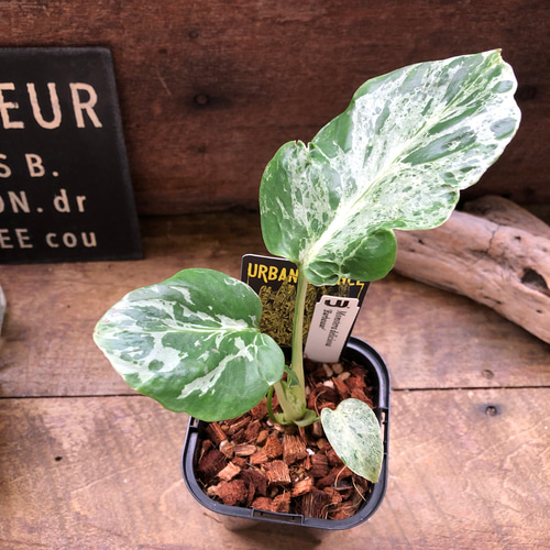希少♡ モンステラ・デリシオーサ “バルバソー”観葉植物 アート