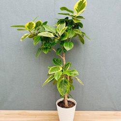 現品］【希少】1番 ドラセナ レモンサプライズ 8号 観葉植物 室内 黄