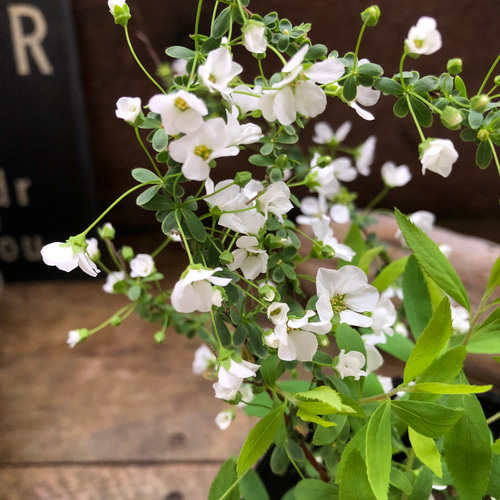 白い小花の生花　ユキヤナギ　momoです！ 満開のユキヤナギが彩る春の庭−美しい白い小花の魅力をご紹介