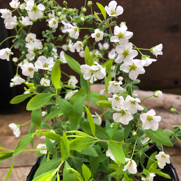 白い小花の生花　ユキヤナギ　momoです！ ユキヤナギ(雪柳) #白い小花 #花言葉 #愛らしさ