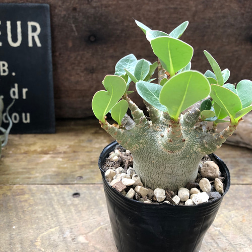 アデニウム♡モンスター♡塊根植物♡蛸足♡観葉植物 アートフラワー
