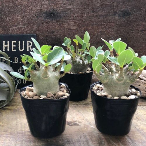 アデニウム♡モンスター♡塊根植物♡蛸足♡観葉植物 アートフラワー