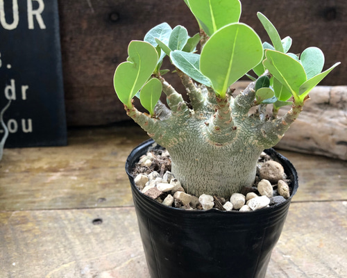 アデニウム♡モンスター♡塊根植物♡蛸足♡観葉植物 アートフラワー