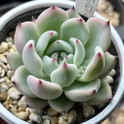 超レア実生苗！☆（リンゼアナ×ホリコロ）×（メキシカンジャイアント