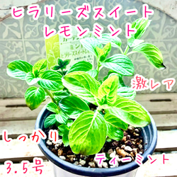 クレスト・ラウンドポット S レリーフ付 アンティーク調陶器鉢 植木鉢