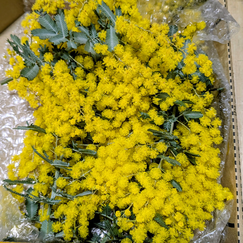 ミモザ生花 宅急便コンパクトサイズ いっぱい その他素材 まみ（土日祝