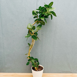 現品］アグラオモルファ コロナンス 4号 観葉植物 室内 吊り下げ 吊り