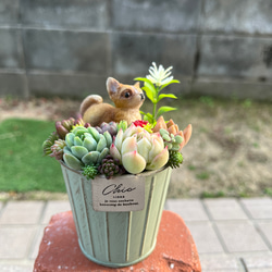 ☆送料無料☆♡そのまま飾れる♡箱庭風多肉植物寄せ植え