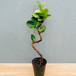 現品］【珍しい】6番 奄美姫ソテツ 盆栽造り 約7号 蘇轍 観葉植物