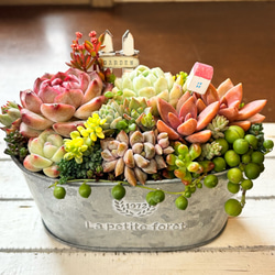 多肉植物寄せ植え 多肉 リメイク缶鉢 多肉植物 galleryk's植物 通販