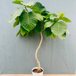 現品］91番 アガベ アテナータ 7号 観葉植物 綺麗 屋外 多肉植物 棘