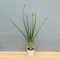 現品］9番 アガベ アテナータ 8号 観葉植物 大型 綺麗 屋外 多肉植物