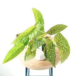 希少》ノンリーフ ストレリチア ユンケア 観葉植物 calm cafe 室内
