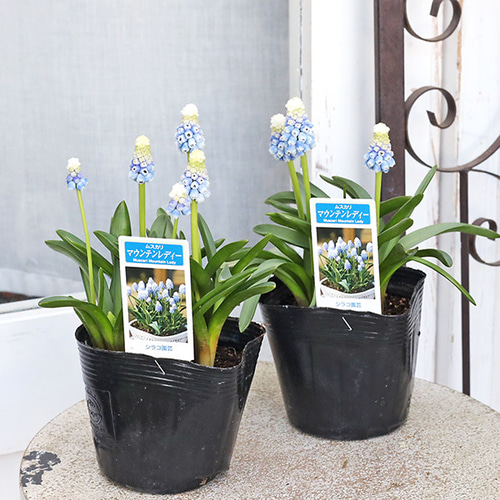 ♡たまみな♡水彩画 春の庭　ムスカリの花とめじろ　値段は※900円です 花苗 ムスカリ マウンテンレディ 4球植え 3.5号 宿根 植えっぱなし