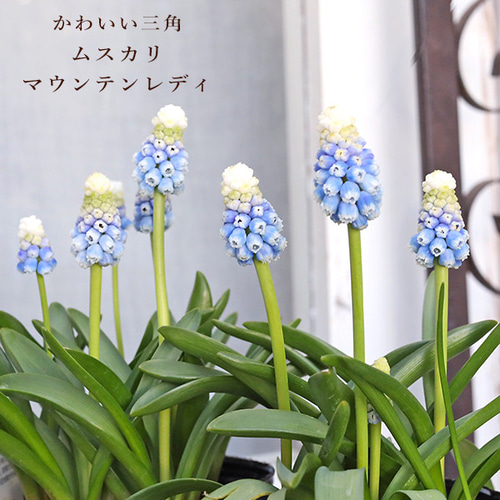 花苗 ムスカリ マウンテンレディ 4球植え 3.5号 宿根 植えっぱなし