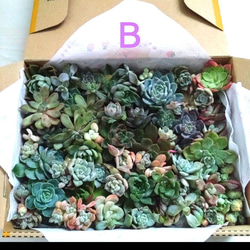 多肉植物 エケベリア ♡ミックス小30苗詰合せ 多肉植物 chao.Garden