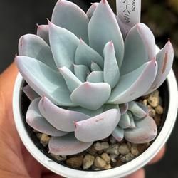 ラウリンゼ×沙羅姫牡丹 多肉植物 多肉植物 kanomarihome 通販 17271409