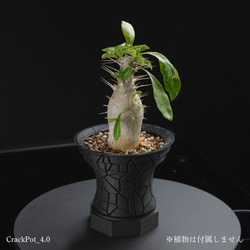 アガベ 鉢 のおすすめ人気通販 検索結果｜Creema(クリーマ