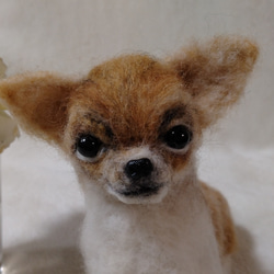 羊毛フェルト チワワ のおすすめ人気通販 検索結果｜Creema(クリーマ