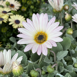 グラスファイバー ゴブレット ホワイト フラワー 植木鉢 プランター 鉢