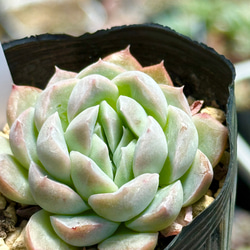 紅葉もりもりセット＊3種類＊多肉植物＊抜き苗かポットごと＊アクレ